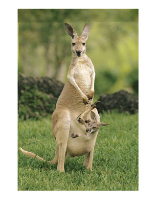 roo
